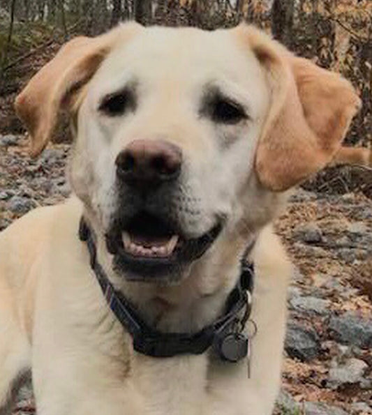 Custom Pet Portrait - Hand-Painted Laser Cut Art