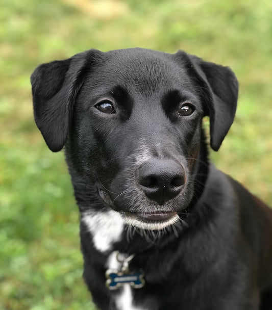 Pet Portrait DIY Kit - Paint Your Own Pet Keepsake